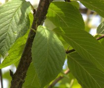 Sierkers 'Amber Beauty' blad