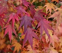 Acer palmatum - Japanse Esdoorn - 2