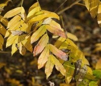 Pterocarya fraxinifolia - Vleugelnoot - herfstblad