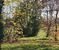 Pterocarya fraxinifolia - Vleugelnoot - bosje links