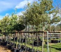 Ilex aquifolium 'Argentea Marginata' - Bonte hulst - 4