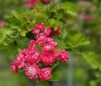 Crataegus leavigata 'Paul's Scarlet' - Rode Meidoorn - 7