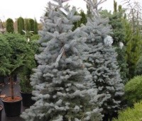 Picea pungens 'Blue Diamond' - Blauwspar Christmas Blue - 1
