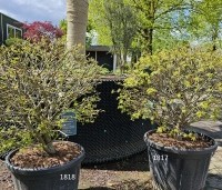Liquidambar styraciflua 'Gum Ball' - Amberboom 'Gum Ball' - 1