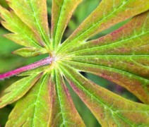 Acer japonicum 'Aconitifolium'