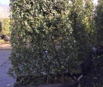 Ilex meserveae 'Blue Prince'