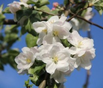Malus domestica bloesem