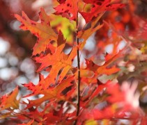 Quercus palustris herfstrood