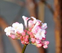 Viburnum bodnantense Charles Lamont