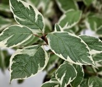 Cornus alba 'Sibirica Variegata' - Kornoelje 'Sibirica Variegata' - 1