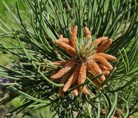 Pinus nigra 'Oregon Green' - Oostenrijkse den 'Oregon Green' - 2