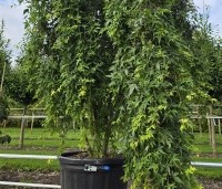 Acer palm. 'Ryusen' - Acer palm. 'Ryusen' - 1