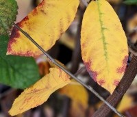 Amelanchier lamarckii - Krentenboompje - 6