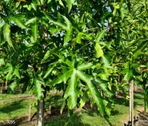 Amberboom 'Stared' zomerblad