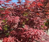 Acer palmatum 'Skeeter's Broom' - Japanse Esdoorn 'Skeeter's Broom' - 2