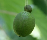 Davidia involucrata - Vaantjesboom - 3