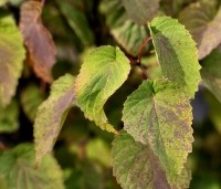 Davidia involucrata - Vaantjesboom - 2