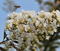 Lagerstroemia 'Natchez' - Indische sering 'Natchez' - 1