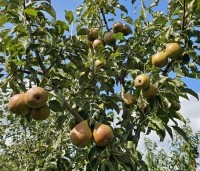 Pyrus com. 'Gieser Wildeman"  - Pyrus com. 'Gieser Wildeman"  - 2