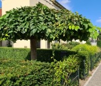 Ulmus 'Camperdownii' - Prieel-iep - 4
