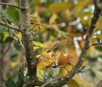 Quercus x turneri 'Pseudoturneri' - Semi- wintergroene eik 'Pseudoturneri' - 1