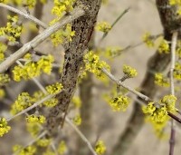 Cornus mas - Gele kornoelje - 1