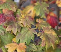 Acer japonicum 'Vitifolium' - Japanse Esdoorn 'Vitifolium' - 1