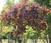 Cercis canadensis 'Ruby Fall's 