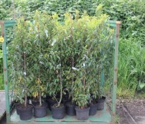 Prunus lusitanica