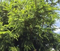 Picea Oriëntalis - spar met geel uitlopende naalden - 2