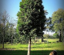Westerse Levensboom 'Brabant'