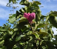 Magnolia soulangeana 'Lennei' - Beverboom - 3