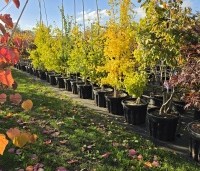 Ginkgo biloba fastigiata 'Blagon' - Japanse Notenboom 'Blagon' - 1