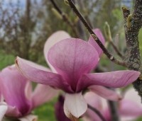 Magnolia soulangeana 'Lennei' - Beverboom - laatste fase bloei