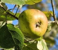 Malus dom. 'Notarisappel' - Malus dom. 'Notarisappel' - 1