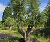 Quercus suber - Kurkeik - 4