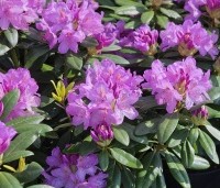 Rhododendron 'Catawbiense Grandiflorum' - Rododendron 'Catawbiense Grandiflorum' - 1
