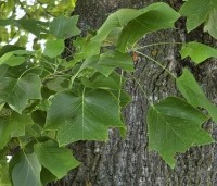 Liriodendron tulipifera - Tulpenboom - 6
