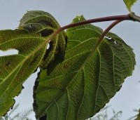 Davidia involucrata - Vaantjesboom - 4