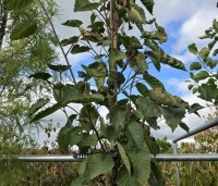 Davidia involucrata - Vaantjesboom - 3