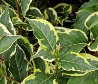 Weigela florida 'Nana Variegata' - Weigela 'Nana Variegata' - 1