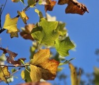 Liriodendron tulipifera - Tulpenboom - 6