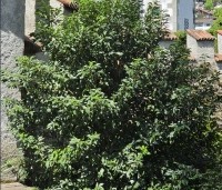 Prunus lusitanica 'Angustifolia' - Portugese laurier - 1