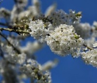 Prunus avium 'Van' - Prunus avium 'Van' - 3