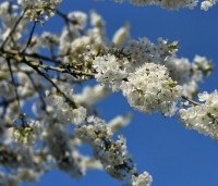 Prunus avium 'Van' - Prunus avium 'Van' - 4