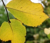 Ulmus 'Camperdownii' - Prieel-iep - 7