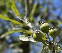 Pyrus salicifolia 'Pendula' - Wilgbladige peer - 1