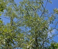 Pyrus salicifolia 'Pendula' - Wilgbladige peer - 2