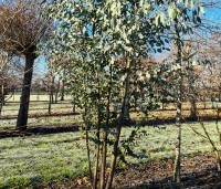 Eucalyptus gunnii - Gomboom - struik op de kwekerij van Ten Hoven Bomen