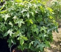 Liquidambar styraciflua 'Gum Ball' - Amberboom 'Gum Ball' - 1